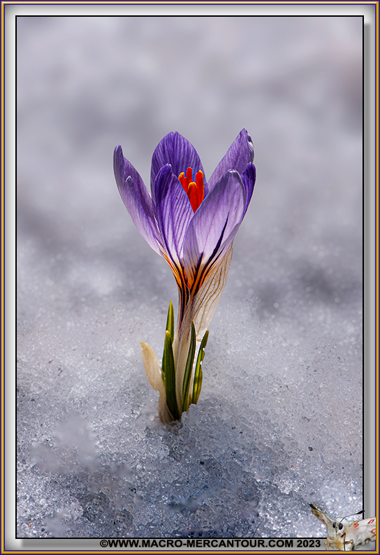 Crocus Versicolor
